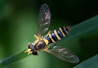 Hoverfly, flower fly or syrphid flies Macro photo of insect family Syrphidae