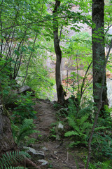 High stone wall in canyon and forest trees