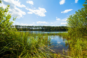 Trzciny jezioro las trawy wodne