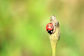 Red ladybug is sitting on dried flower on summer sunny day