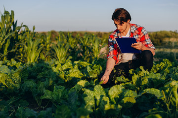 Agronomist  in a field  taking control of the yield and regard  and touches a plant