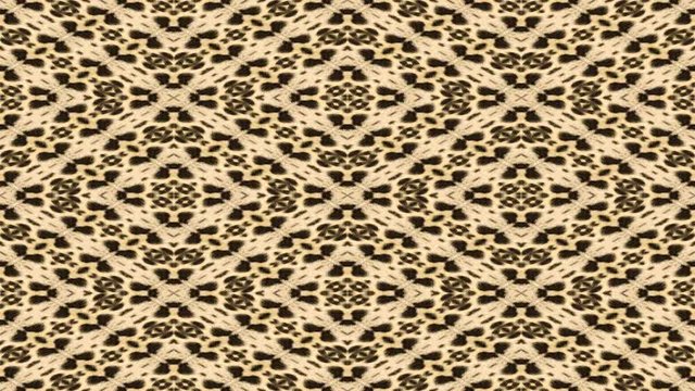 Leopard skin and pattern abstract animation in seamless loop. Beautiful pattern made by Mother nature