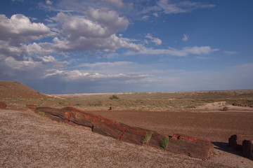 Petrified Forrest