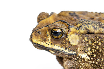 Image of toad(Bufonidae) isolated on a white background. Amphibian. Animal.