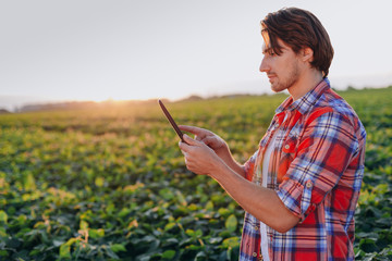 Portrait of a young agronomist standing in a corn field and holding a smartphone - obrazy, fototapety, plakaty