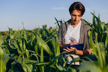 Young man agronomist standing in a corn field and taking control of the yield - Image - obrazy, fototapety, plakaty