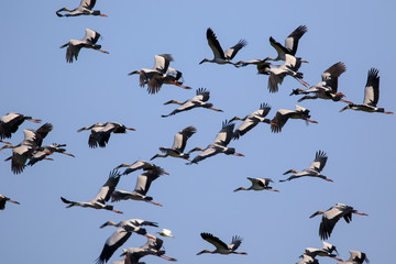Image of flock of asian openbill stork(Anastomus oscitans) flying in the sky. Bird, Wild Animals.