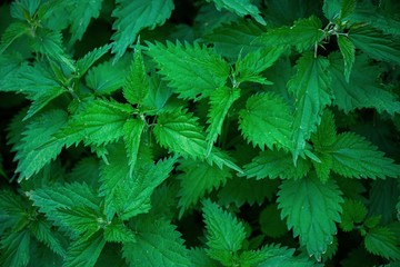 Large bush of nettles growing in the field. Medicinal plant.