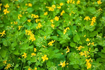 Greater celandine (Chelidonium majus, tetterwort, nipplewort or swallowwort, St John's wort).