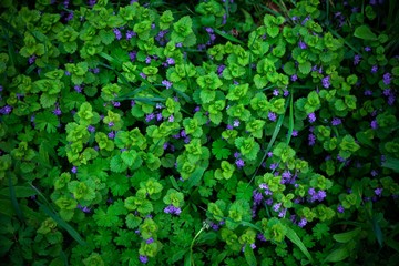 Wild field small blue flowers.