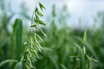 Green oats in a field on a sunny summer day