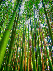 Verdant bamboo forest.