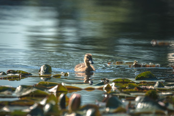 Duckling on the pond