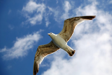 Close-up view of seagull flying against bright blue sky. 