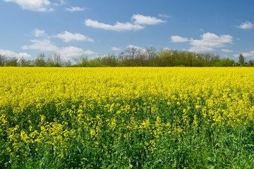 Fototapeta premium yellow field of oilseed rape with cloudy blue sky
