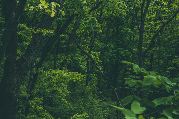 Green forest background. Spring-summer time woodland