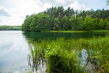 Trzciny las jezioro drzewa