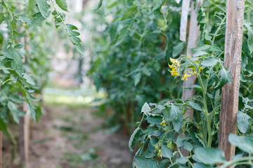 tomatoes greenhouse. greenhouse with tomato seedlings in the country