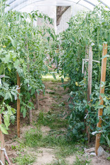 tomatoes greenhouse. greenhouse with tomato seedlings in the country