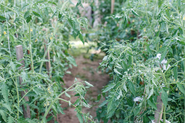 tomatoes greenhouse. greenhouse with tomato seedlings in the country