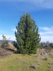 Fototapeta premium tree in mountains