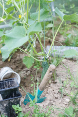 cucumbers greenhouse. greenhouse with cucumbers  in the country