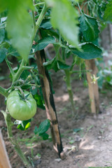 tomatoes greenhouse. greenhouse with tomato seedlings in the country