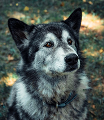 Portrait of a gray husky, which looks towards