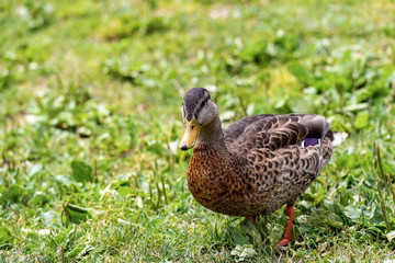 Female of mallard duck (Anas platyrhynchos) looking at camera on a green meadow. Italy, Europe