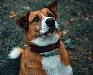 Red dog sits in a facial expression, as if waiting for something