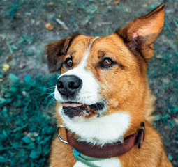 Joyful red dog a little sticking out his tongue looking up