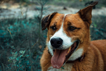 Joyful red dog with a protruding tongue looks to the side