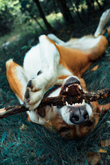 Orange dog lying on the ground turned over and chews a stick