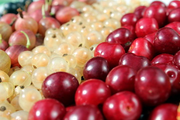 Fresh berries cherry, gooseberry, currant lined with a strip on the surface