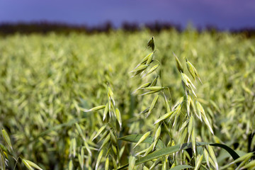 Green oats in a field on a sunny summer day