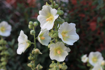 The bush of mallow flowers in the garden of the summer day.