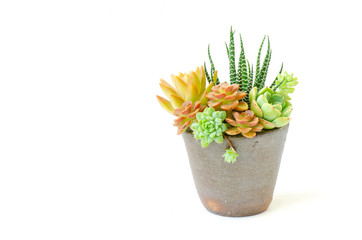 Mix types of Sedum, Echeveria Succulent Flowering Plants Arrangement in Clay Pot ,White Background