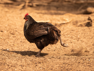 Scharrendes Huhn