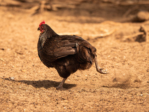 Scharrendes Huhn