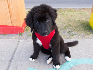 High angle view of cute 12-week old black and white Labernese puppy sitting on sidewalk looking up