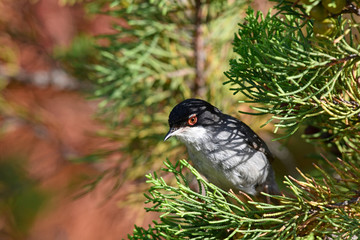Samtkopf-Grasmücke (Sylvia melanocephala) sitzt in einer Tamariske - Sardinian warbler
