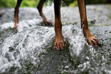 川で遊ぶ犬の足 © hakase420