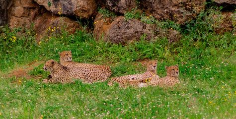 a herd of cheetahs lying resting in their grass enclosure