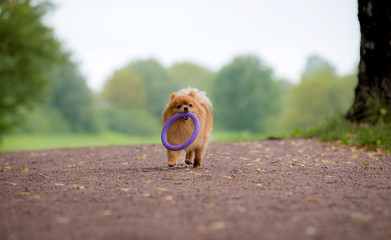 Obraz premium Little red dog breed Spitz autumn in the Park is beautiful on a wide path and carries a ring in his mouth