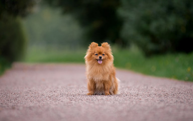 Little red dog breed Spitz autumn sitting in a clearing in the Park in the leaves