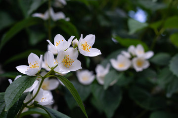 Fototapeta premium close up of jasmine flowers in a garden.