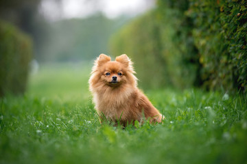Little red dog breed Spitz autumn sitting on the grass in the alley of bushes