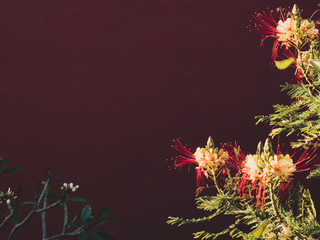 flowers Caesalpinia on dark red wall background