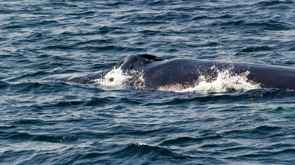 Humpback whale back