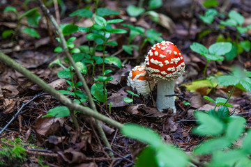Amanita mushroom in the forest